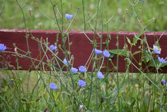 A freshly installed wooden garden fence surrounded by blooming flowers.