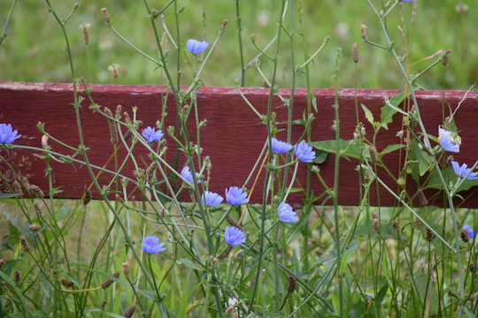 A freshly installed wooden garden fence surrounded by blooming flowers.