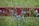 A wooden fence painted red is situated in a grassy area, with tall green stems and vibrant blue flowers growing around it. The background features a blurred green, suggesting a natural setting.