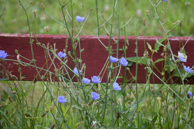 Close-up of a painter carefully applying bright red paint to a wooden fence.