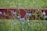 A wooden fence painted red is situated in a grassy area, with tall green stems and vibrant blue flowers growing around it. The background features a blurred green, suggesting a natural setting.