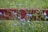 A wooden fence painted red is situated in a grassy area, with tall green stems and vibrant blue flowers growing around it. The background features a blurred green, suggesting a natural setting.
