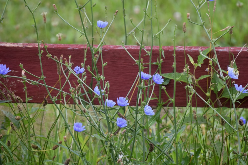 ein Strauß blauer Blumen, die auf einem Holzzaun wachsen