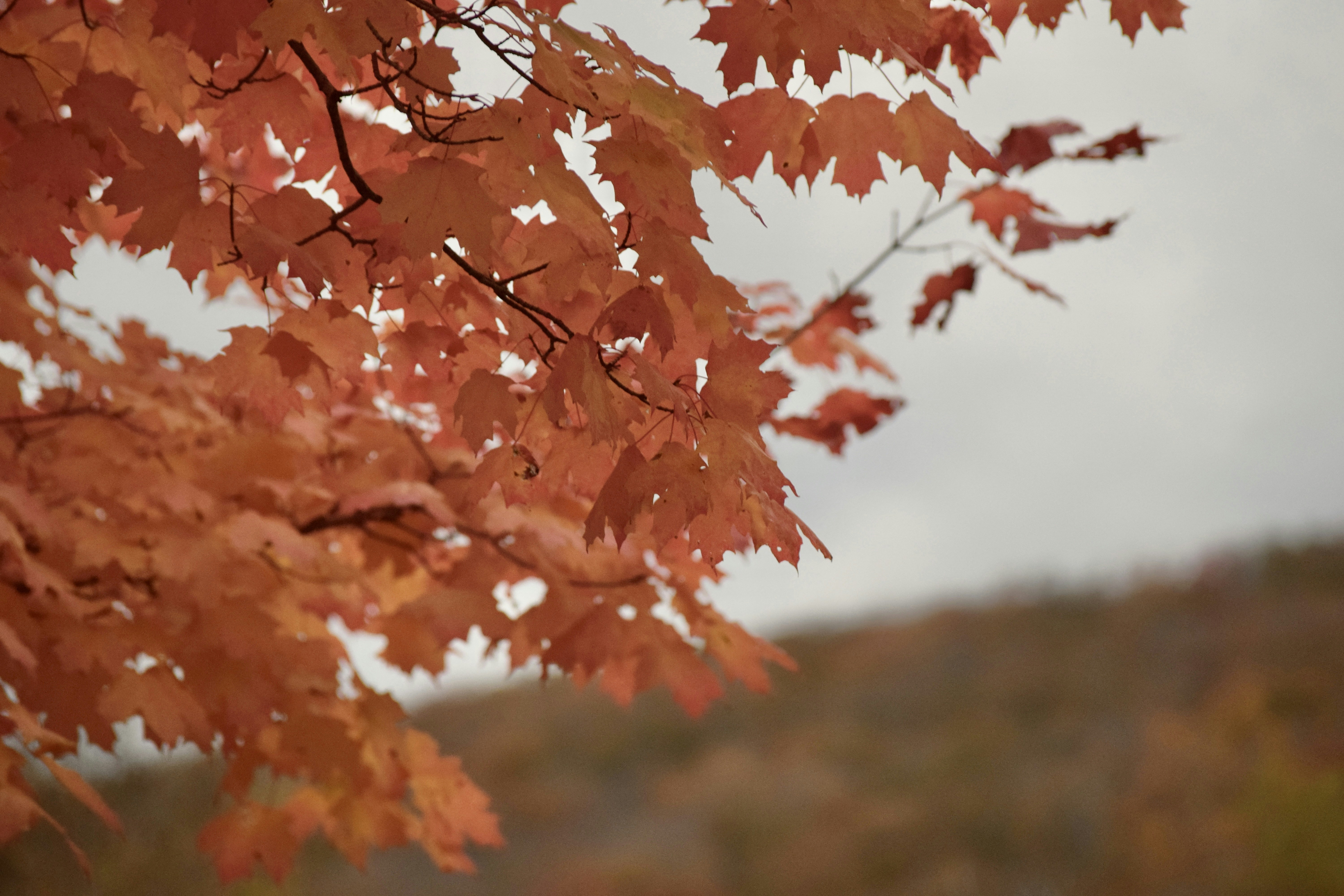 Photo by praswinprakashan