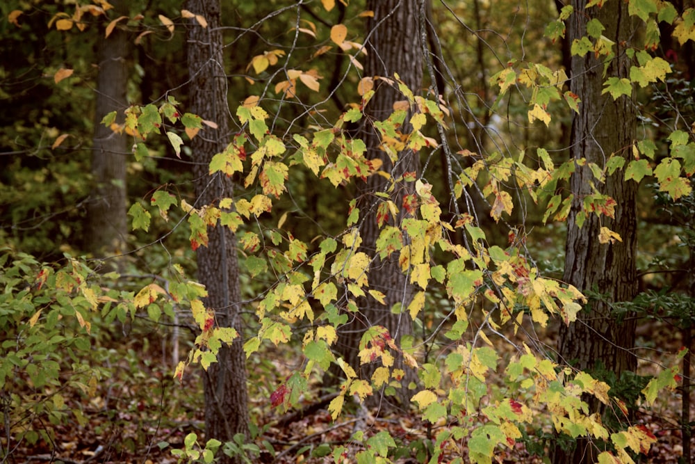 un grupo de árboles que están en el bosque