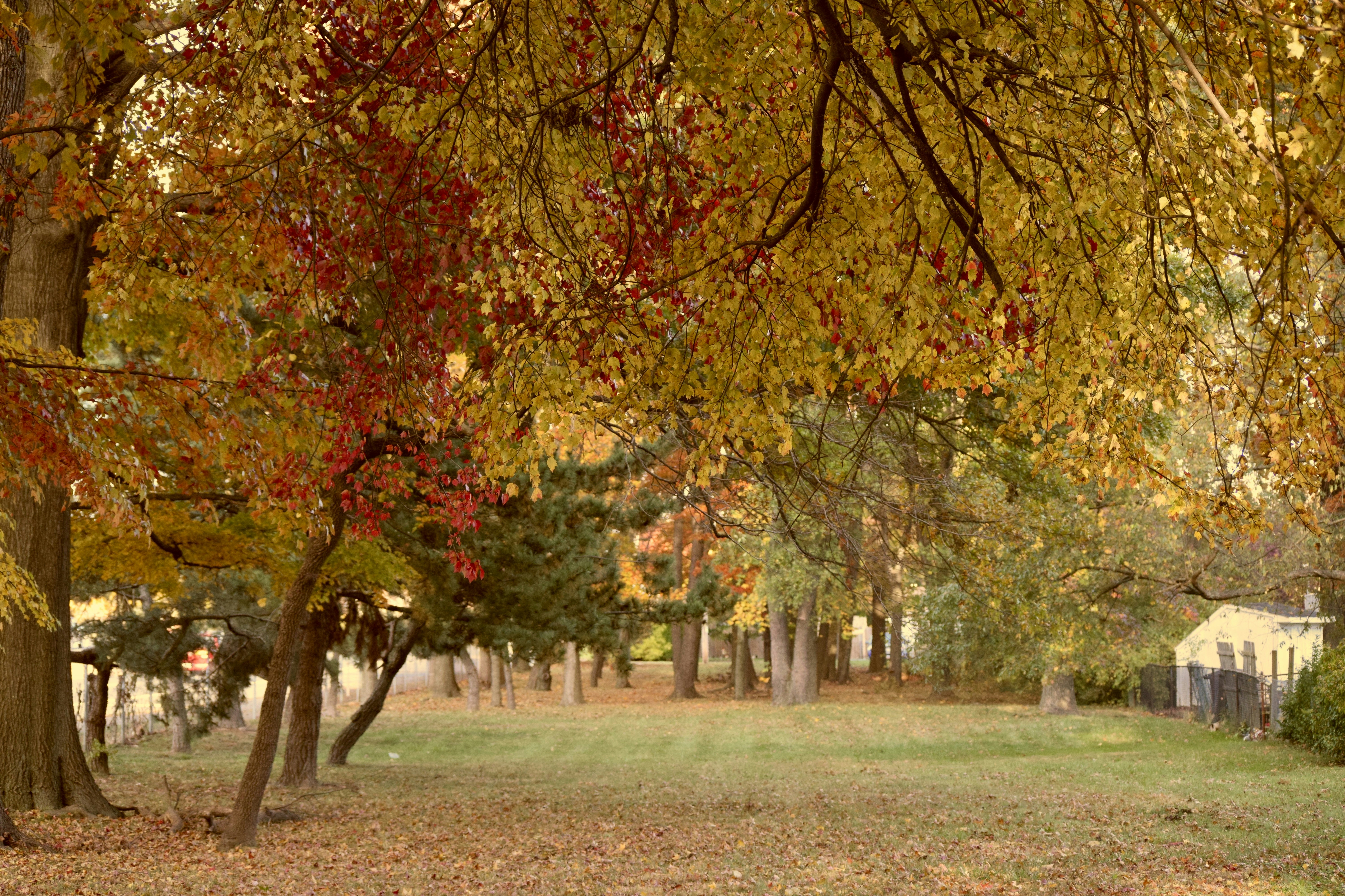 Colorfall! Shot from the backyard of our former place of stay.
