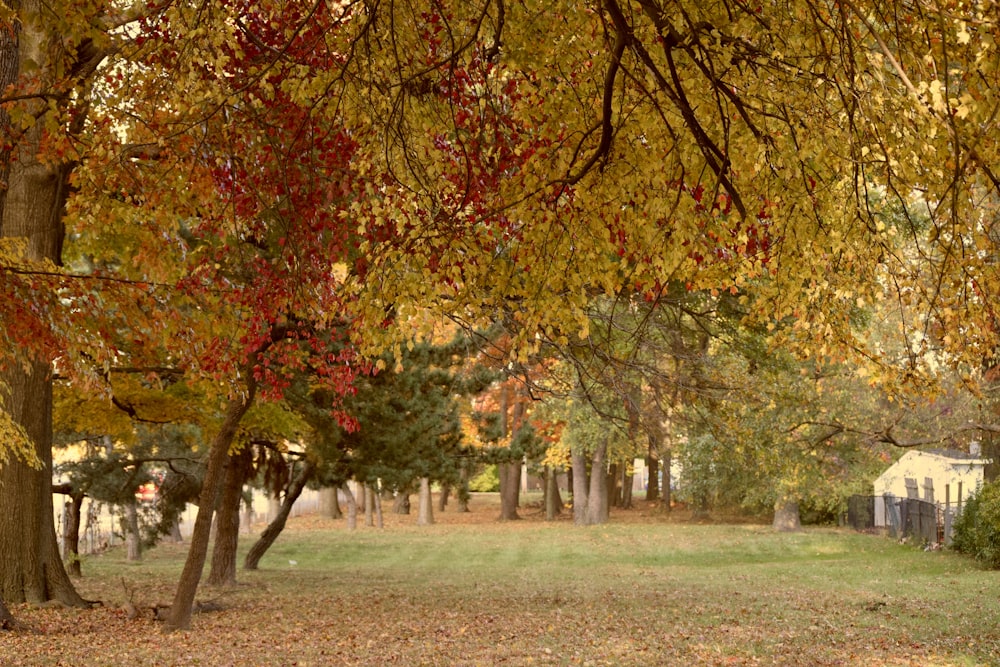 a field with trees and a house in the background