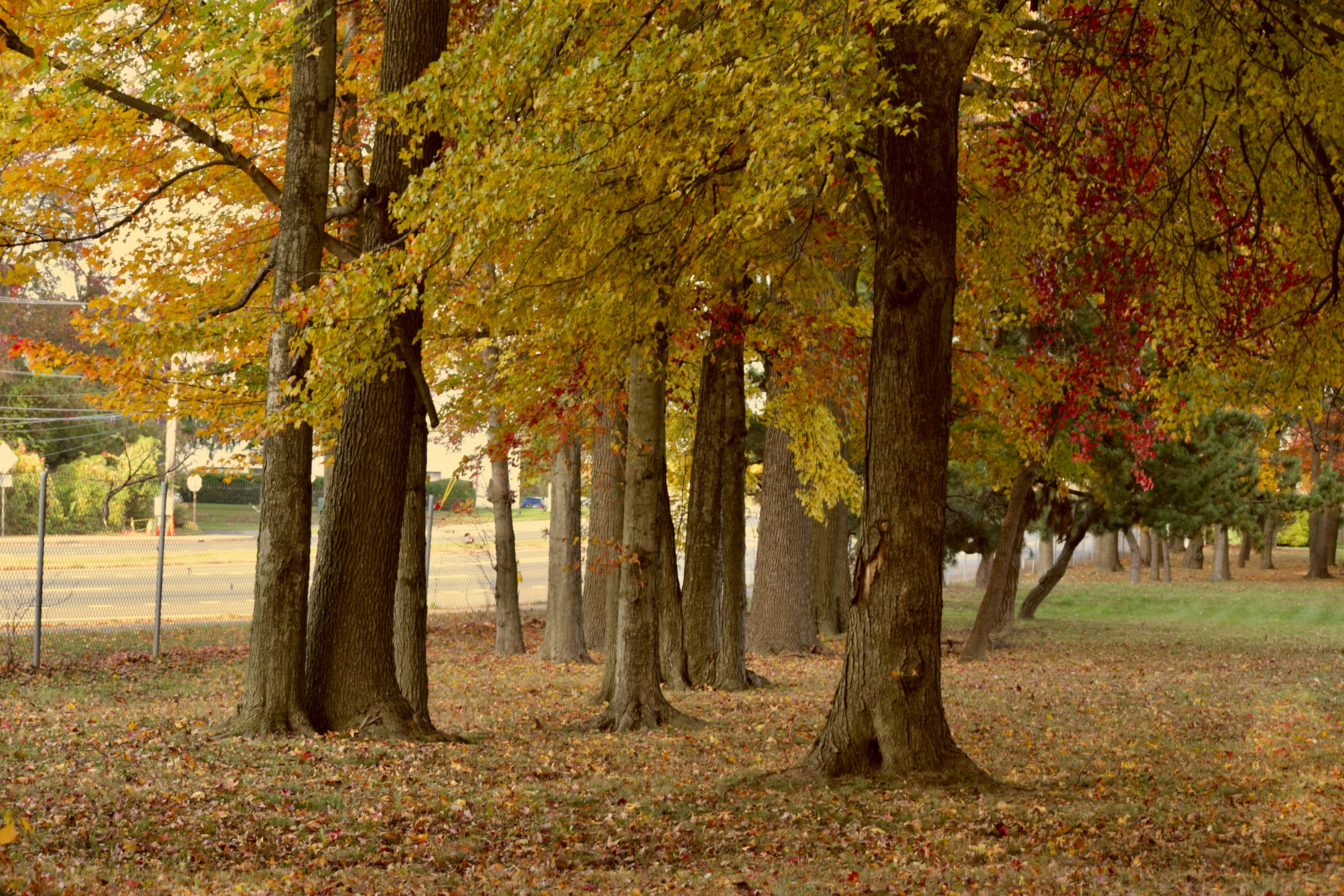 Our backyard. Welcoming fall in style.