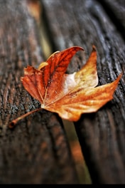 A solitary, dried brown leaf rests on a textured wooden surface, capturing a sense of autumn's natural decay.