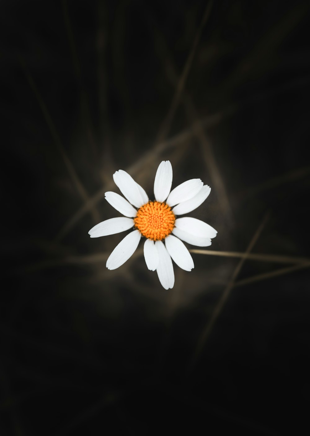 a white and orange flower on a black background