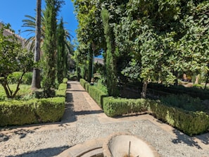 A serene garden path lined with blooming bougainvillea under a bright blue sky