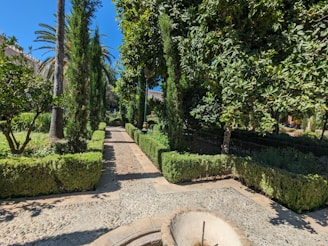 A serene garden path lined with blooming bougainvillea under a bright blue sky