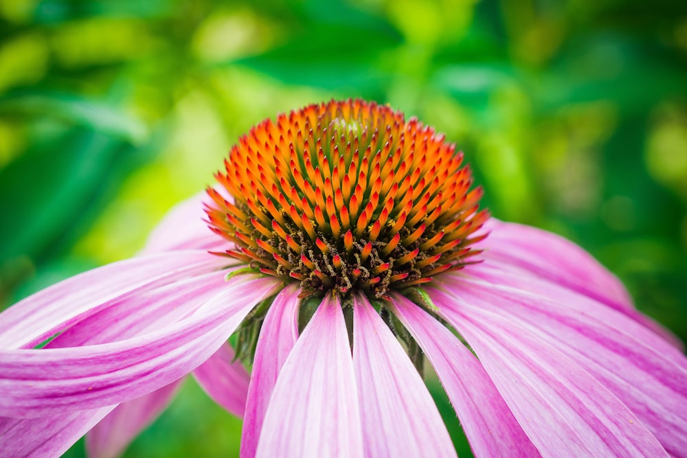 a close up of a pink flower with green leaves in the background