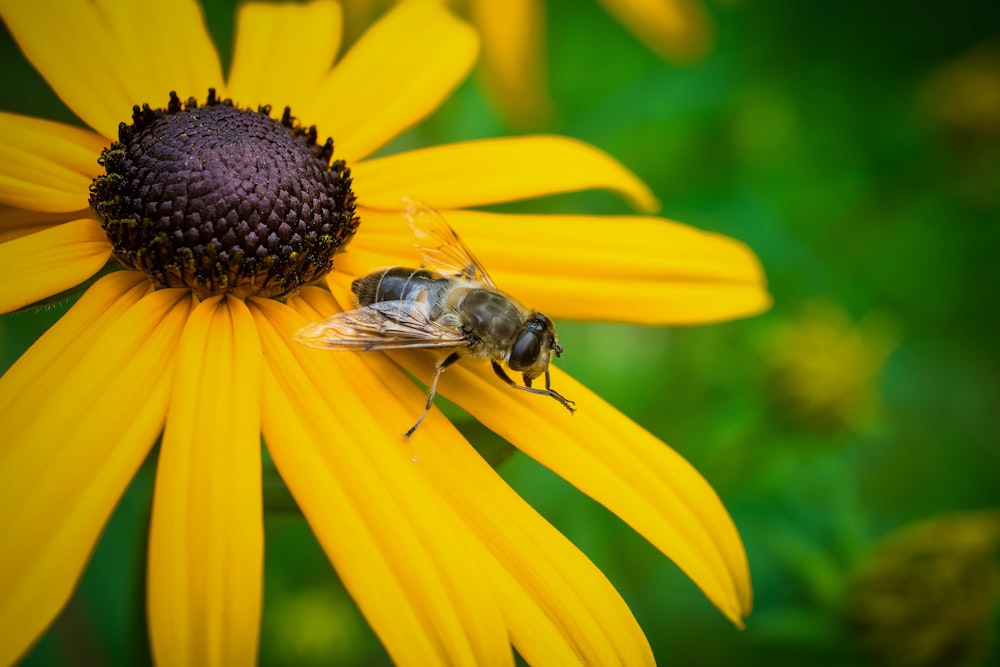 a bee is sitting on a yellow flower