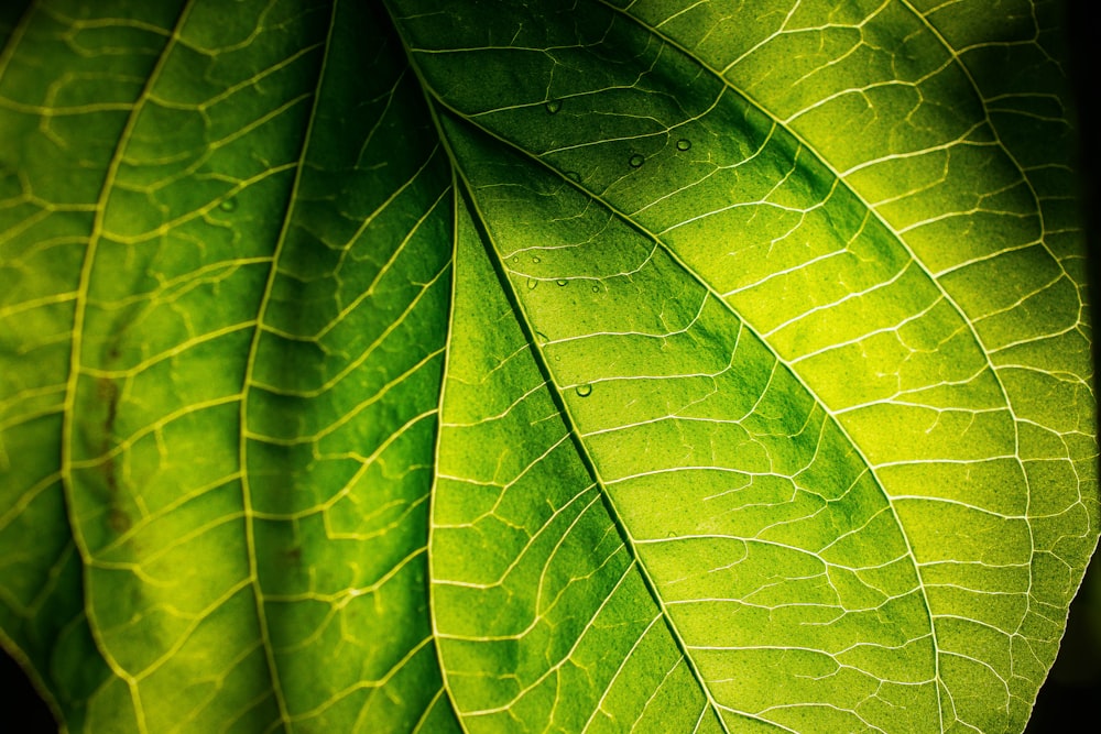 a close up of a large green leaf