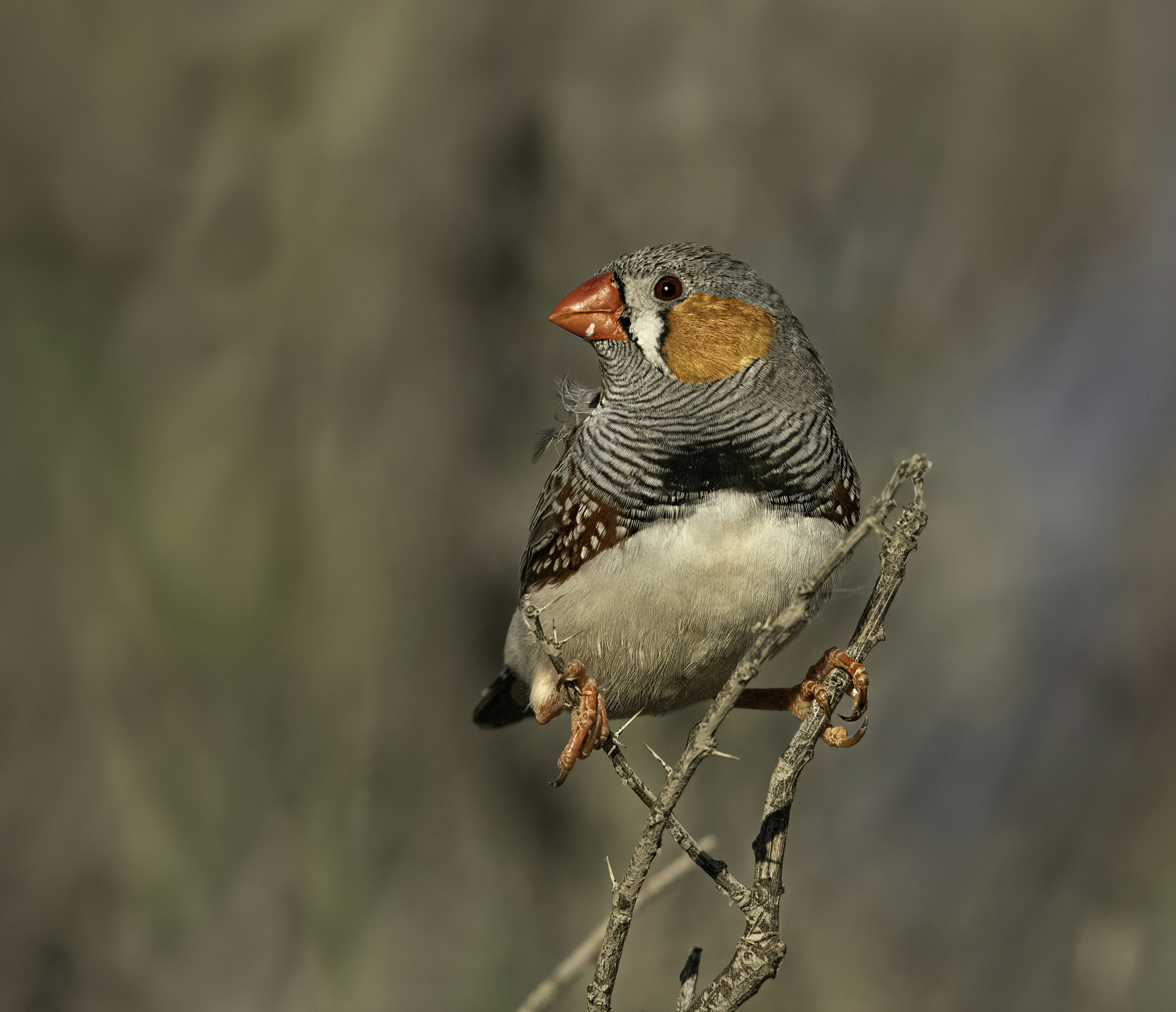 a bird sitting on top of a tree branch