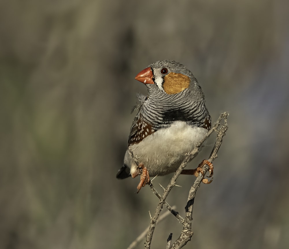 a bird sitting on top of a tree branch