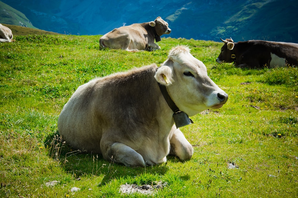 a group of cows laying down in a field