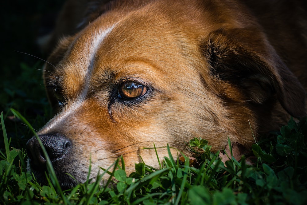 a close up of a dog laying in the grass