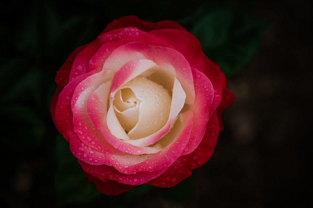 a red and white rose with water droplets on it