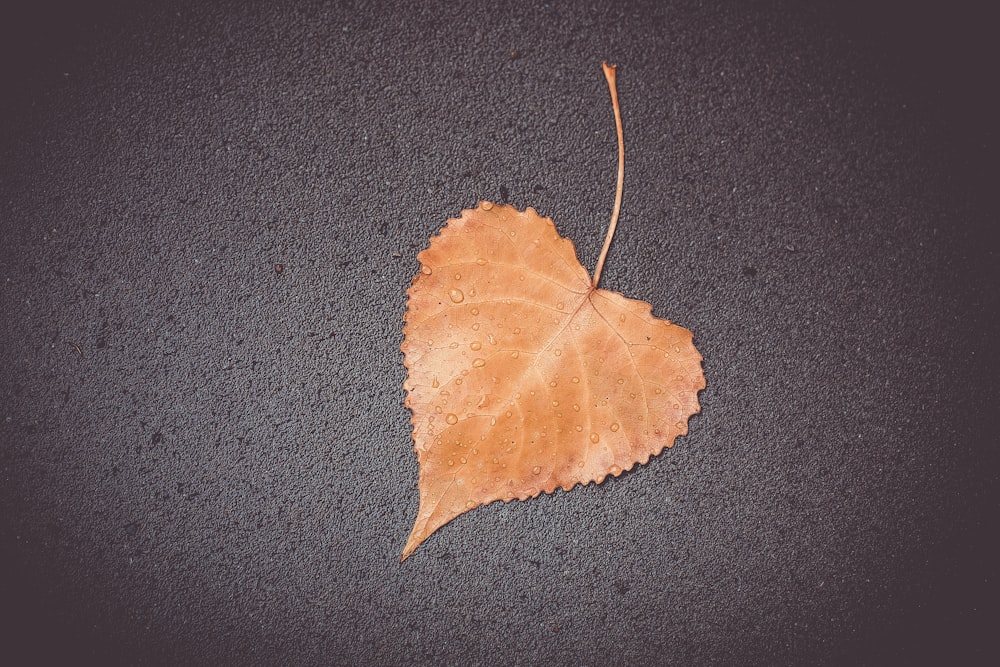 a single leaf laying on a black surface