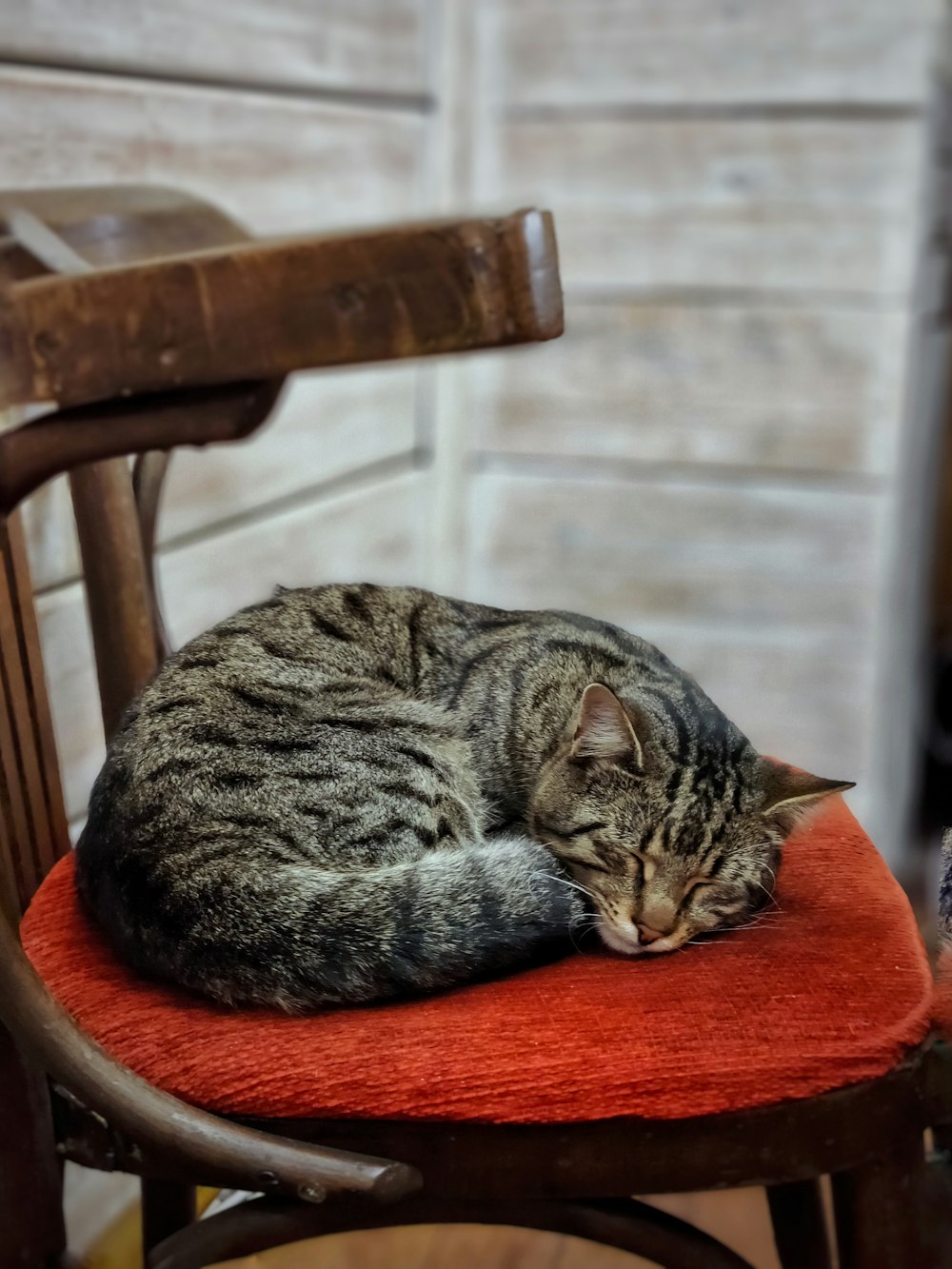 a cat sleeping on top of a red chair