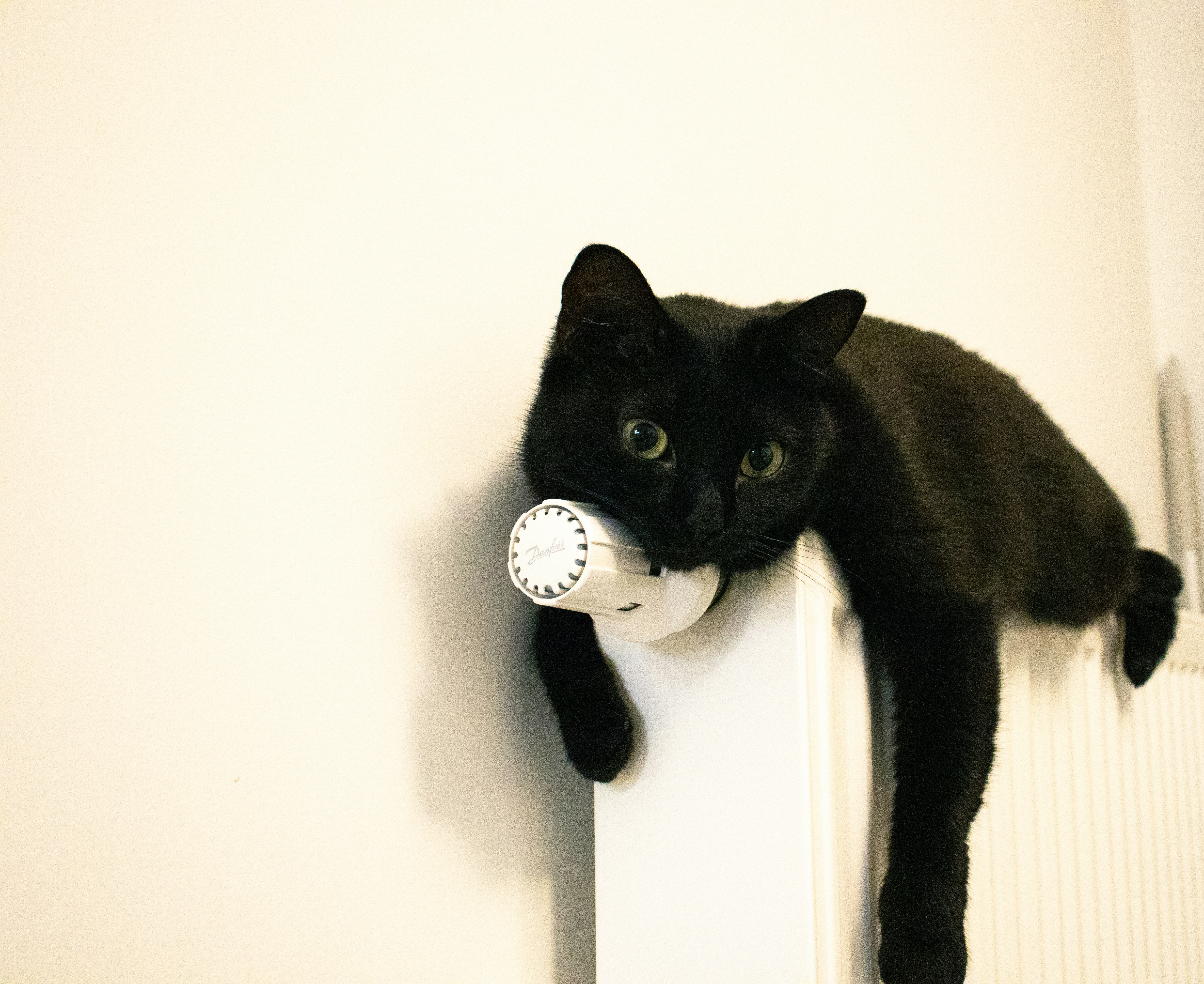 How to Check Your Cats Temperature Safely at Home