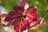 A close-up of a vibrant acer palmatum leaf in sunlight.