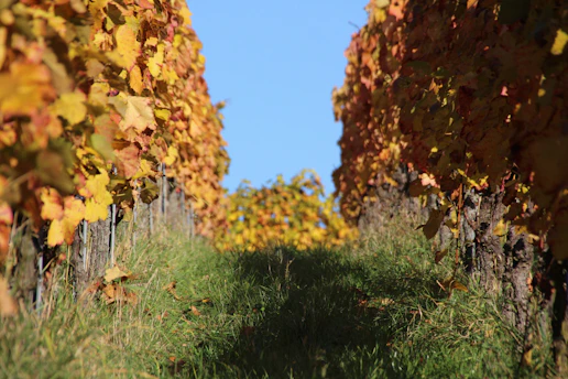 A rustic vineyard path winding through sunlit grapevines in early autumn.