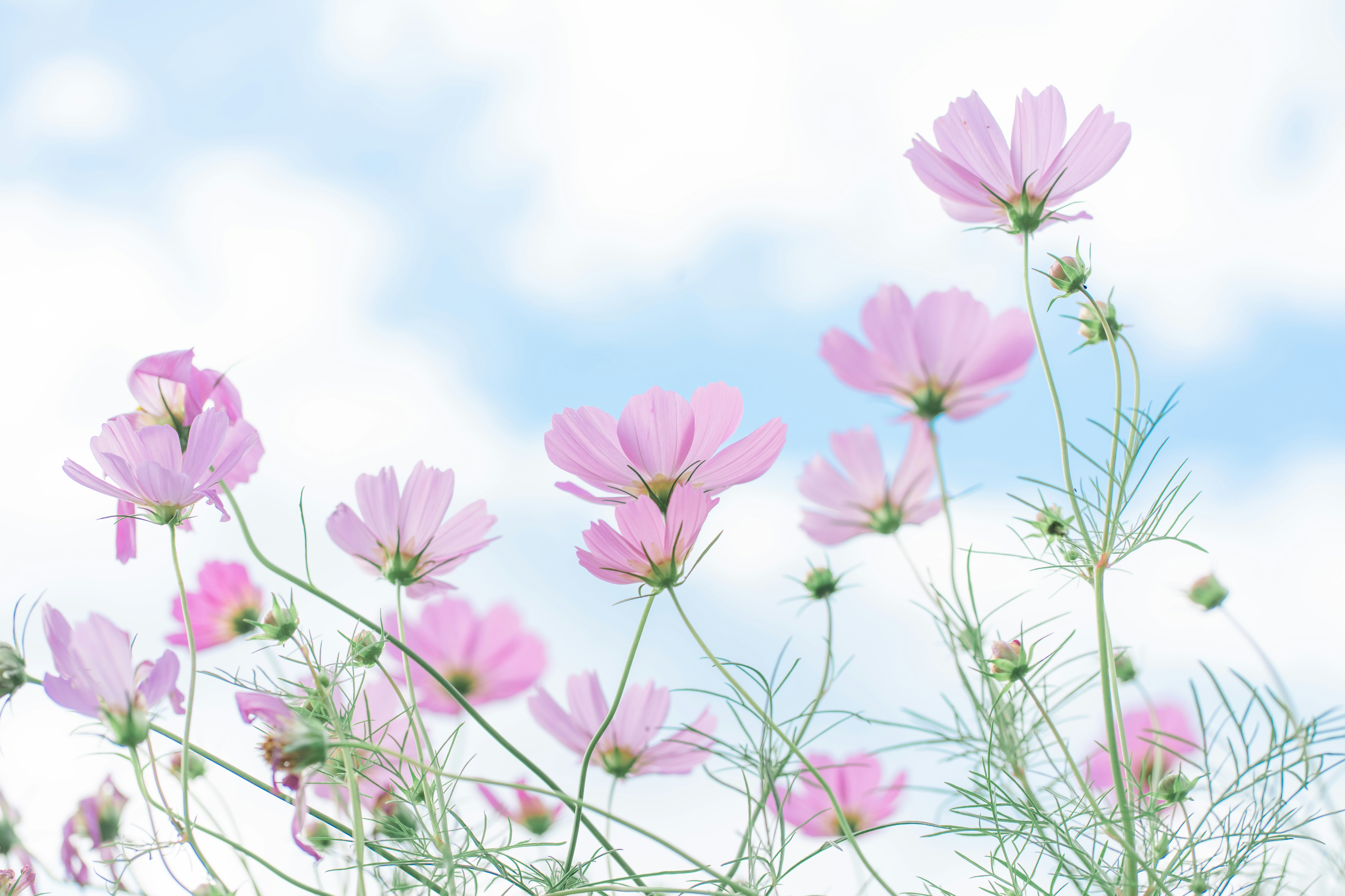 Photo by risascameraroll