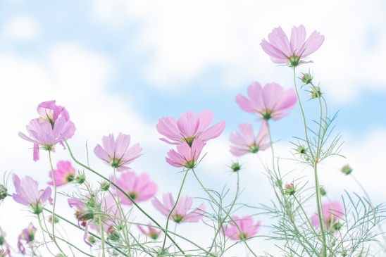 Soft pink flowers blooming under a cloudy sky blue background, evoking calm and openness.