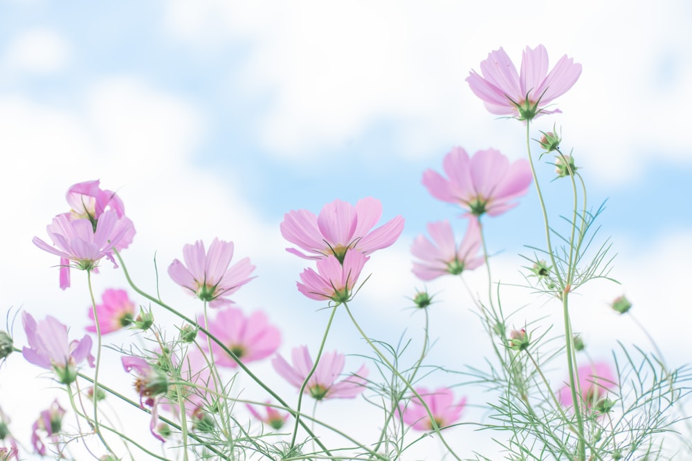 a bunch of pink flowers in a field