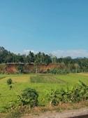 A landscape scene featuring lush green fields with various crops bordered by banana plants. In the background, a line of trees stands on a low, earthen embankment. A bright blue sky stretches overhead, creating a serene atmosphere.