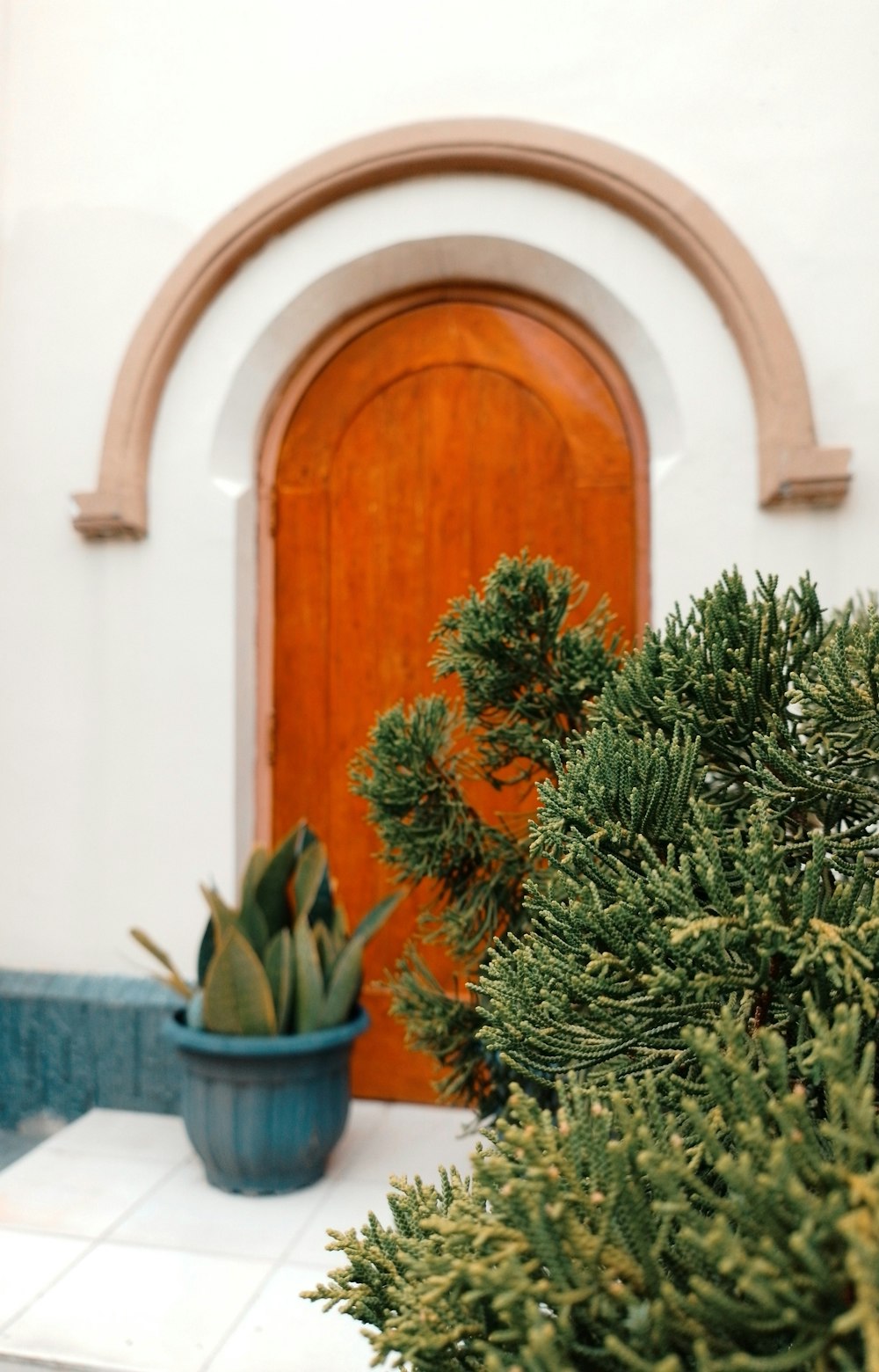 a potted plant sitting in front of a wooden door