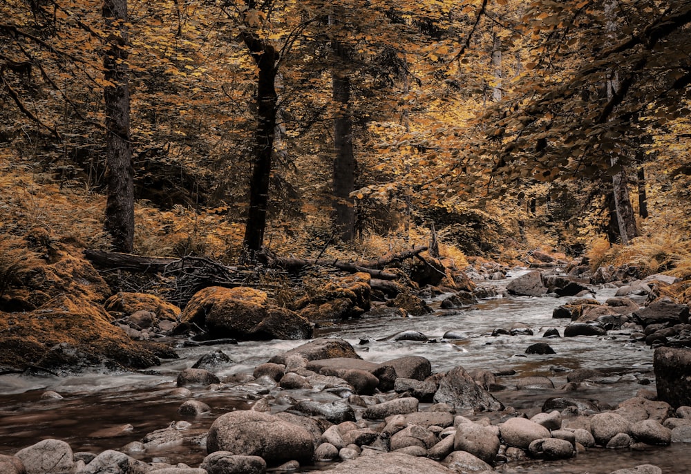 a stream running through a forest filled with lots of rocks