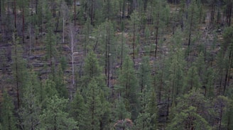 A dense forest with a significant number of tall, thin trees, predominantly coniferous. The ground is covered with fallen trees and branches, indicating possible past logging or natural events leading to their fall. The trees have a mix of green and brown hues.