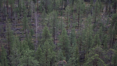 A dense forest with a significant number of tall, thin trees, predominantly coniferous. The ground is covered with fallen trees and branches, indicating possible past logging or natural events leading to their fall. The trees have a mix of green and brown hues.