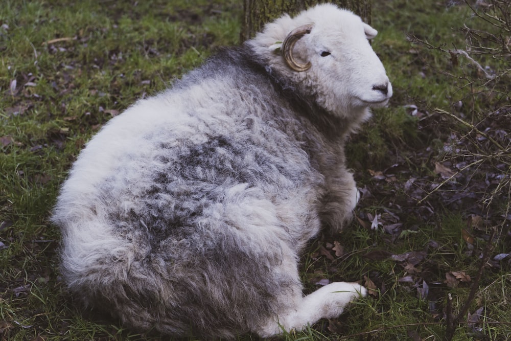 ein Schaf sitzt im Gras neben einem Baum