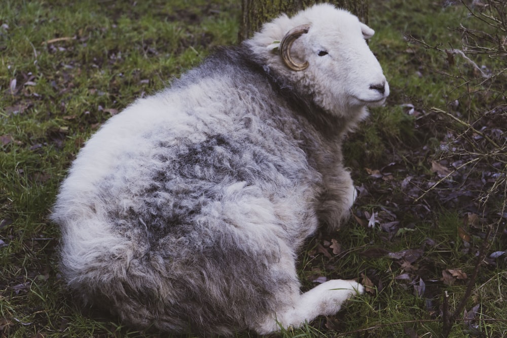 a sheep sitting in the grass next to a tree