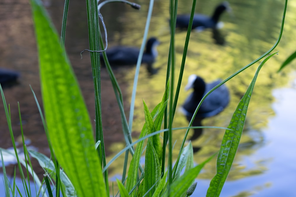 a bunch of birds that are standing in the water