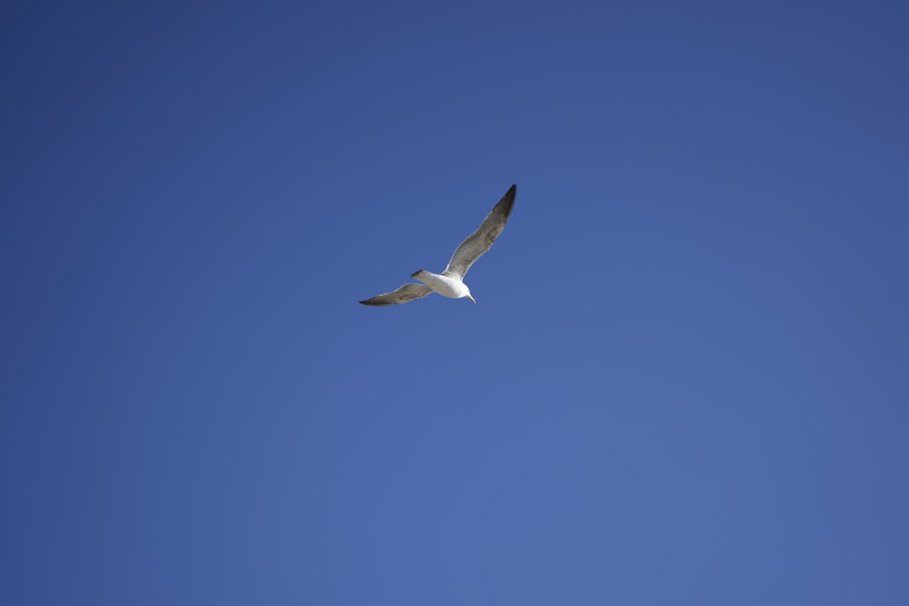 a seagull flying in a clear blue sky