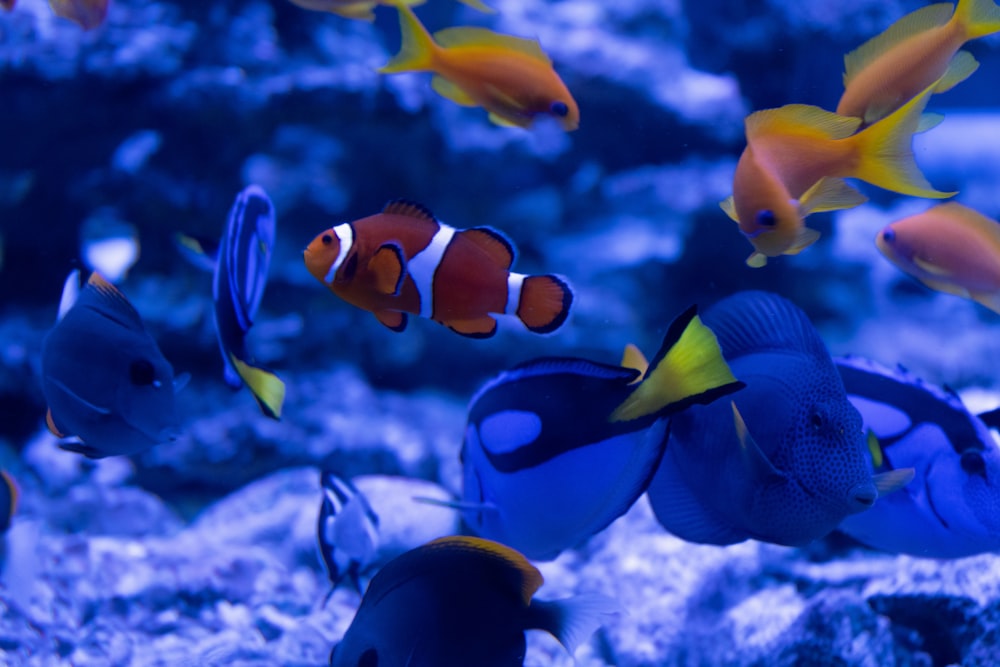 a group of clown fish swimming in an aquarium