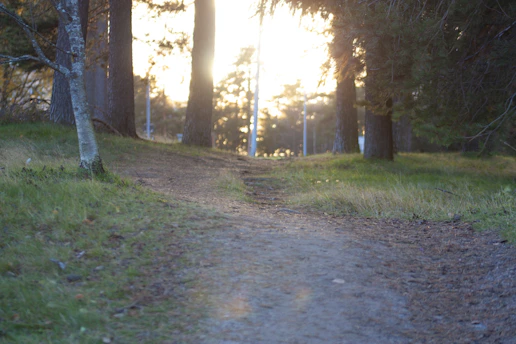 A serene mountain path bathed in soft morning light, inviting quiet reflection.