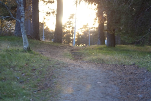 A serene woodland path with soft sunlight filtering through the trees, creating a peaceful and inviting atmosphere. The path is surrounded by lush greenery and tall trees, with a gentle gradient leading upwards.