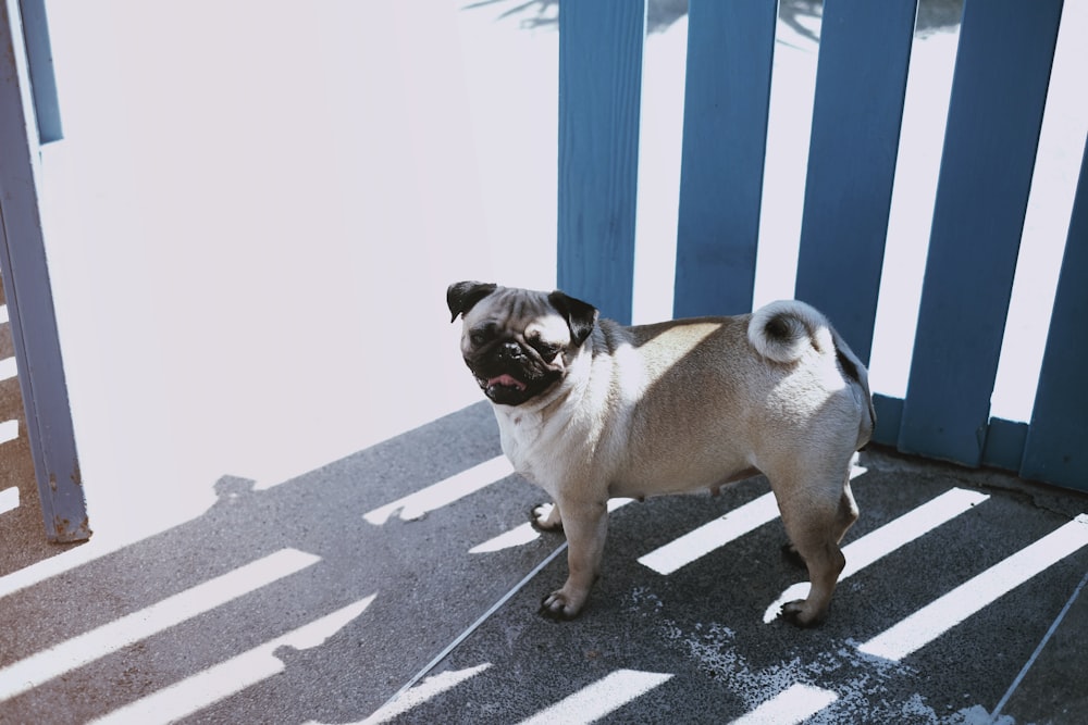 a small pug standing on a sidewalk next to a blue fence