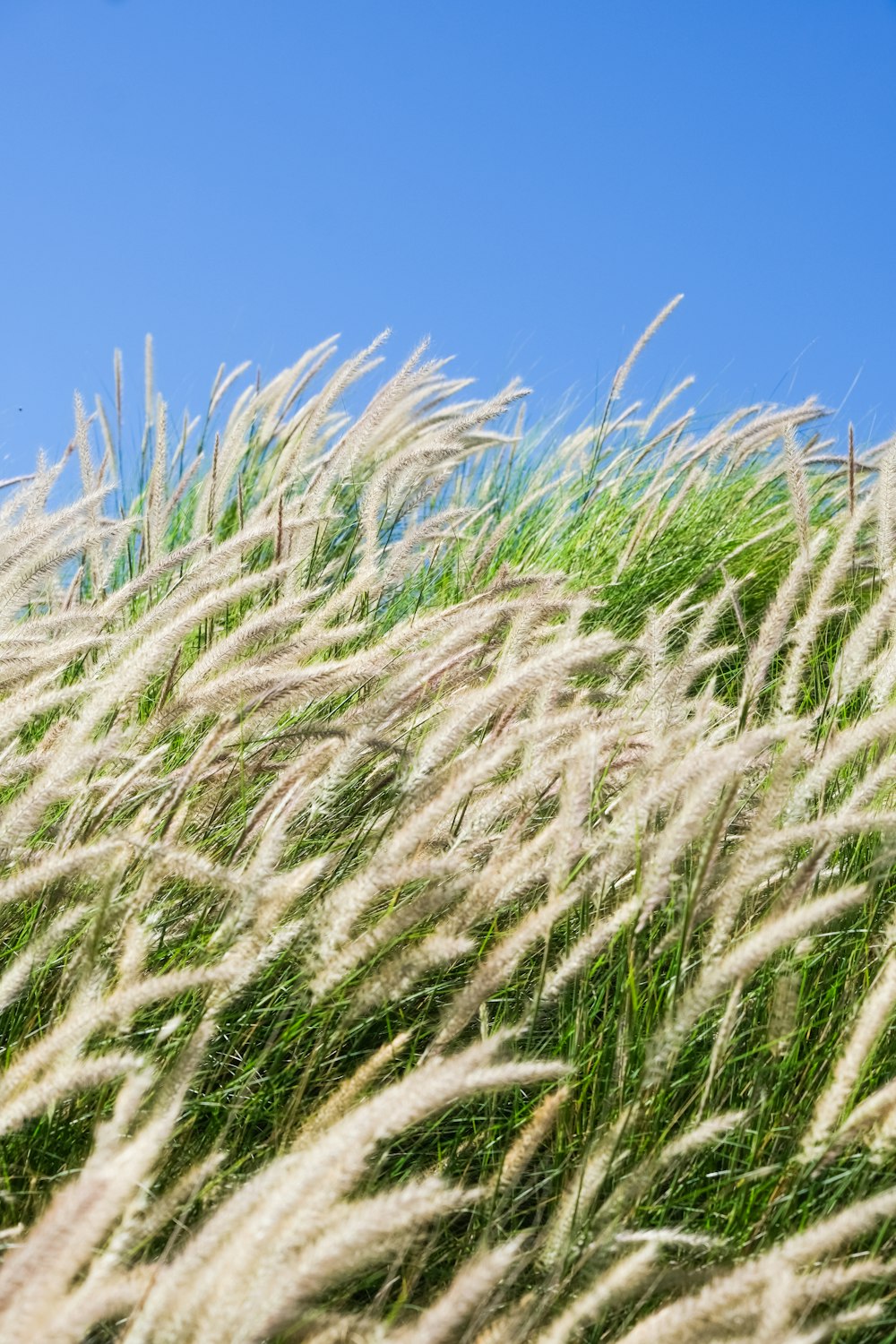 tall grass blowing in the wind with a blue sky in the background