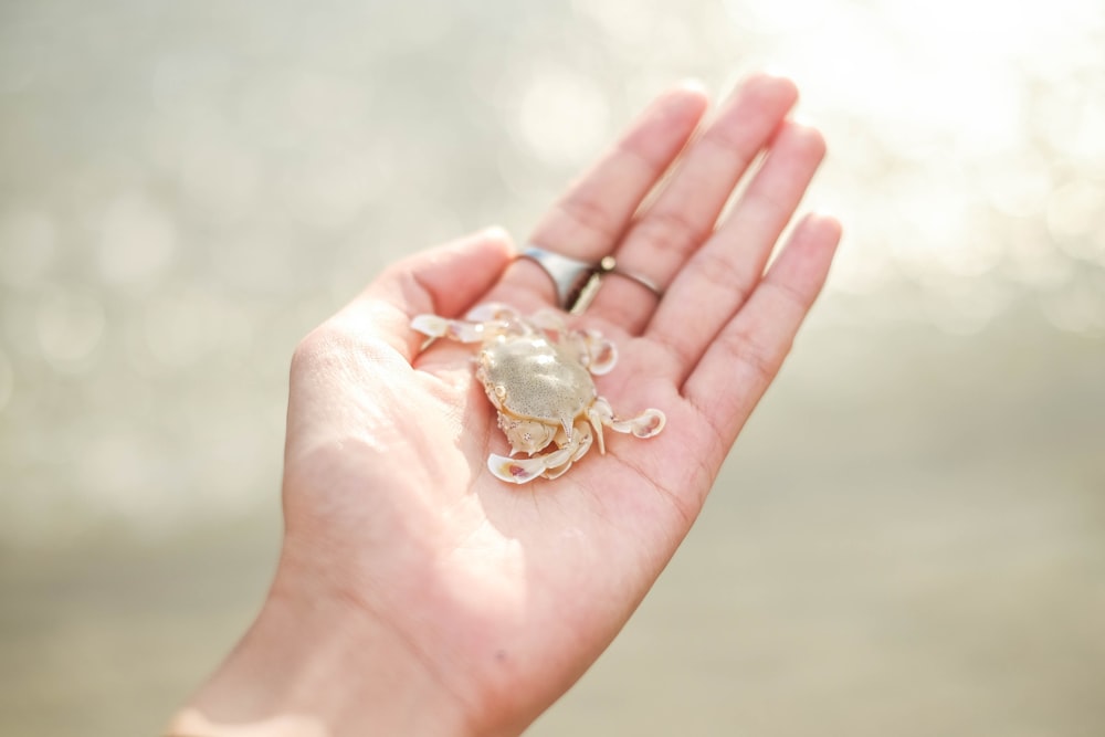 a person's hand holding a tiny crab in it's palm