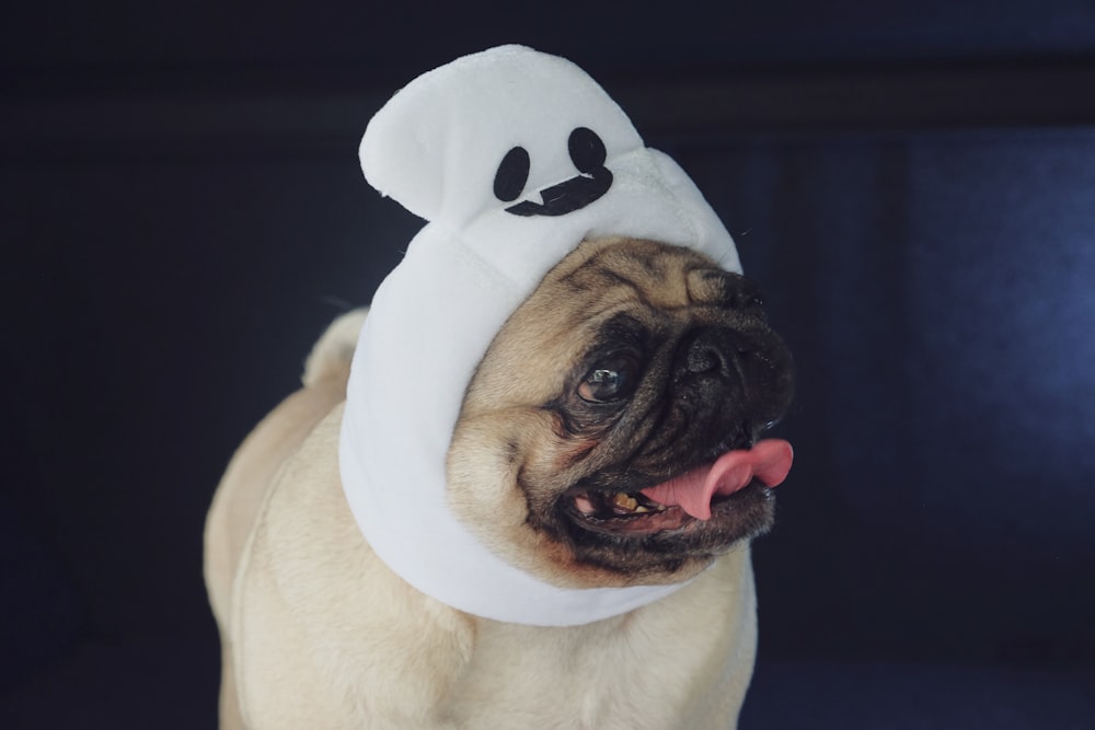 a dog wearing a hat with a panda bear on it