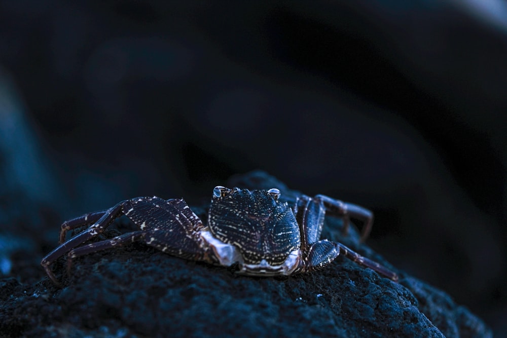 a close up of a spider on a rock