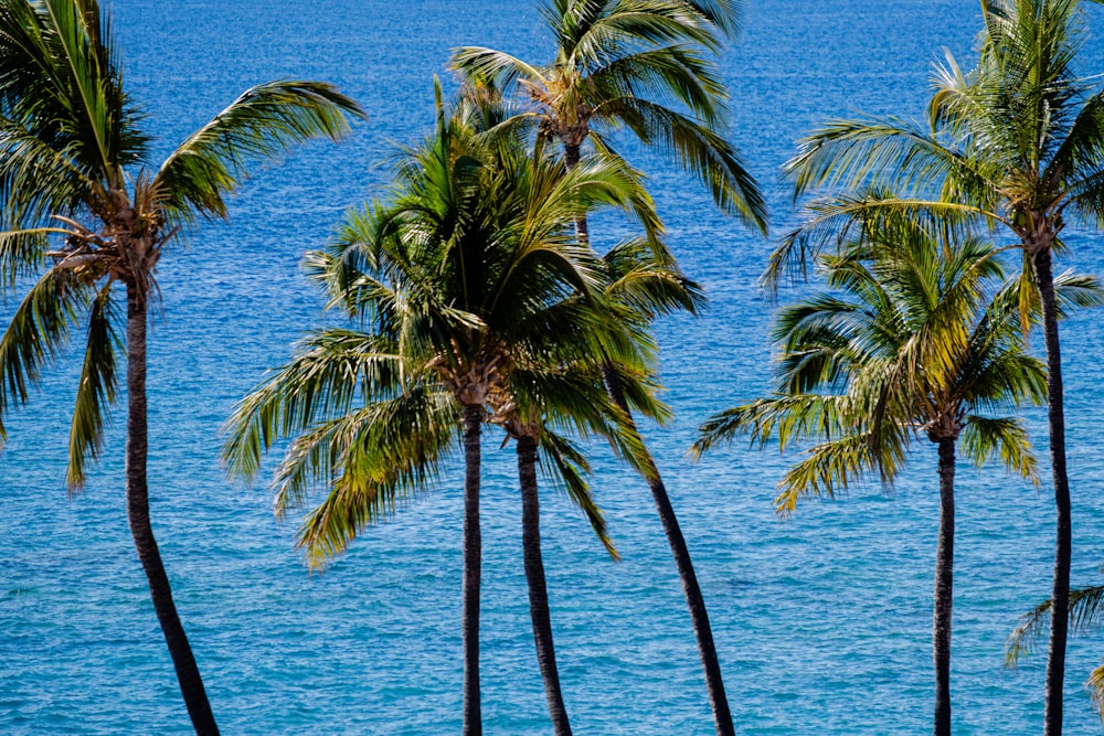 a row of palm trees next to a body of water